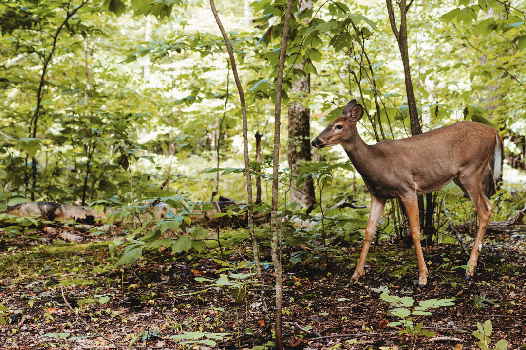 TRAIL CAMERA DIRECTION: DOES IT REALLY MATTER?