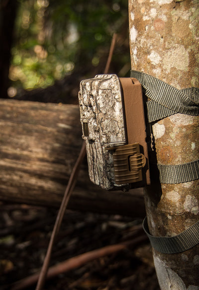 Trail Camera Tips and Tricks