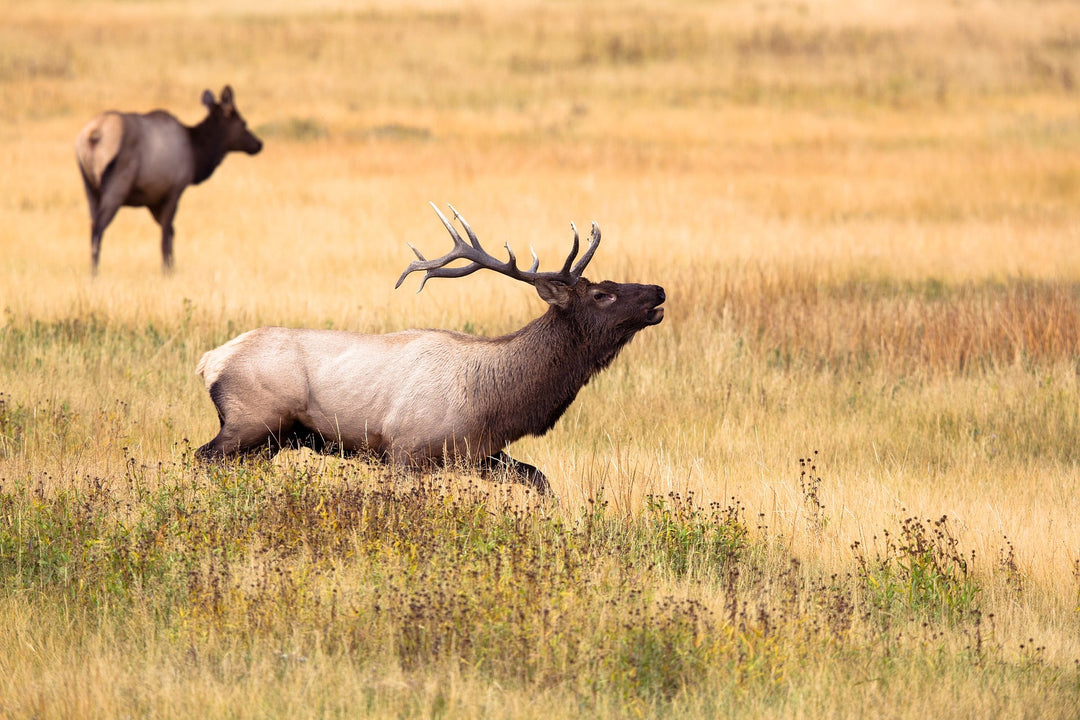 CELL CAMERAS AND SHED HUNTING – CAN THEY LEAD TO MORE SHEDS?