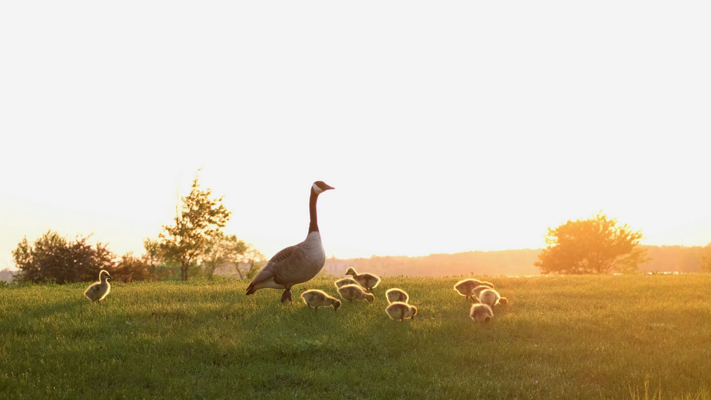 How Much Does Cellular Trail Camera Cost Per Month? Unveiled Savings