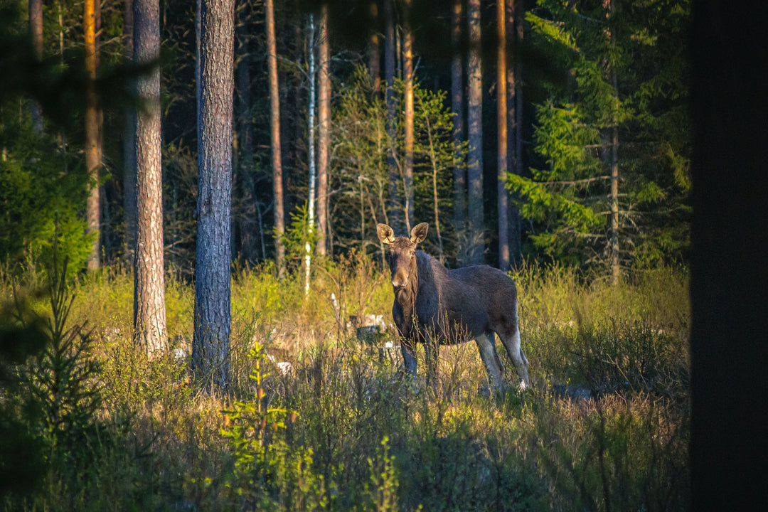 Where to place a trail camera?