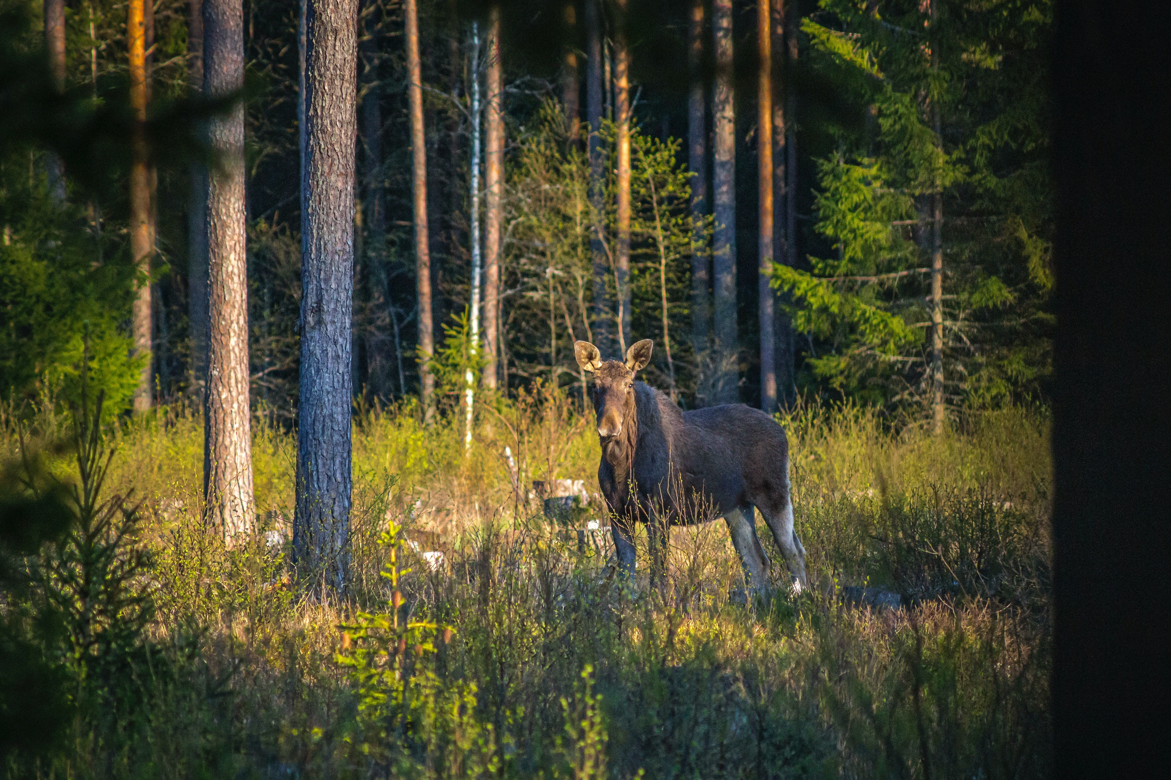 Where to place a trail camera?