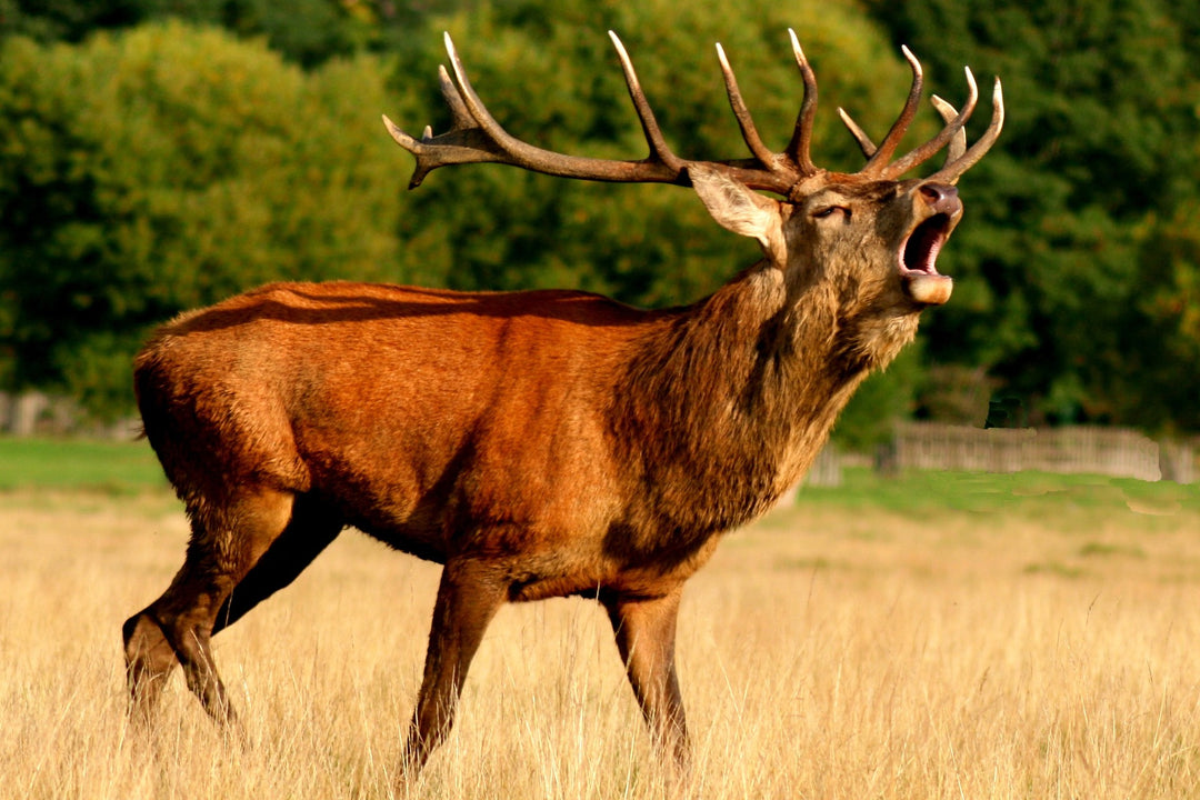 Browning Trail Cameras Help Customer Harvest Buck of a Lifetime!