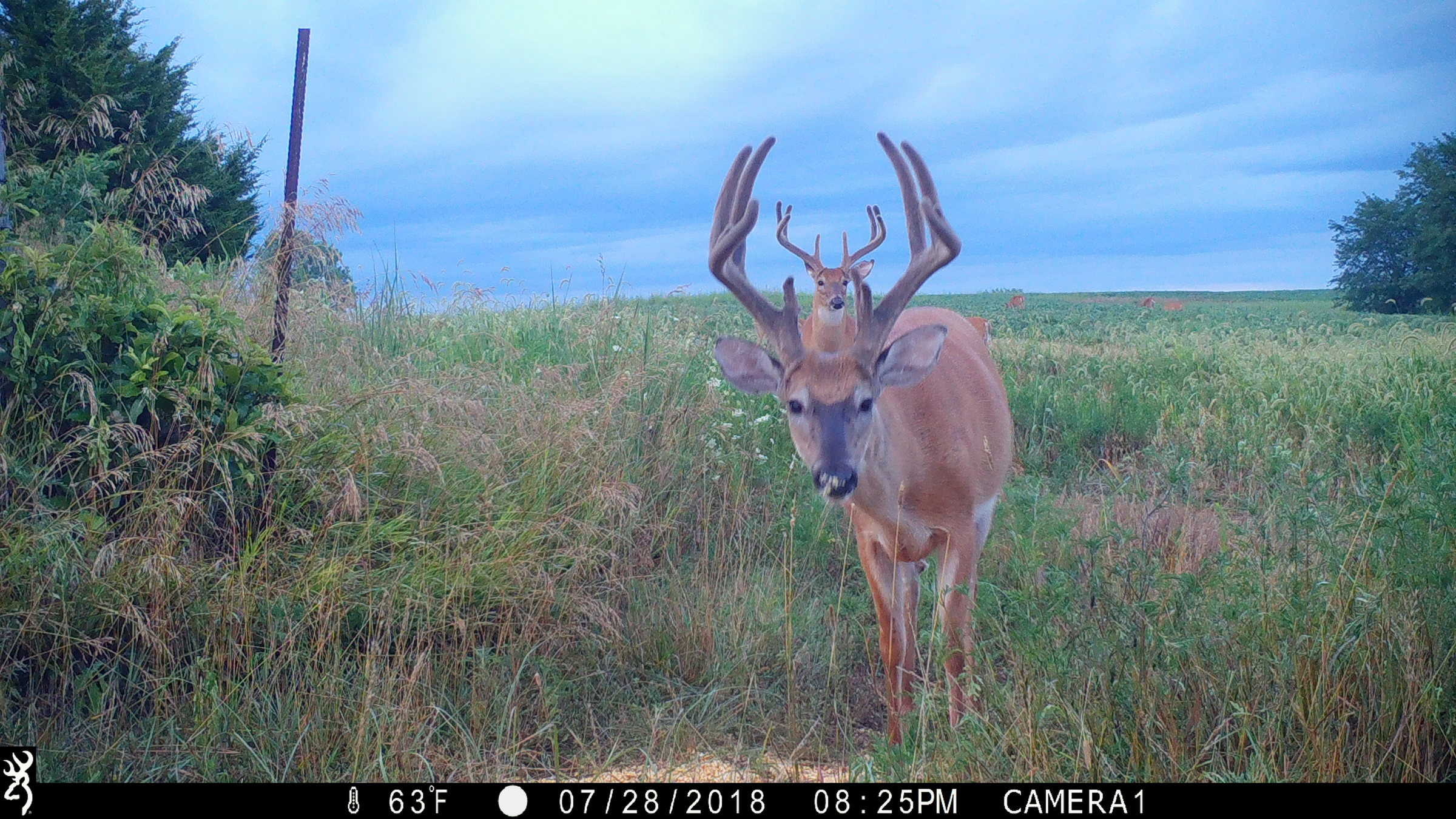 Browning Trail Camera Bucks Photo