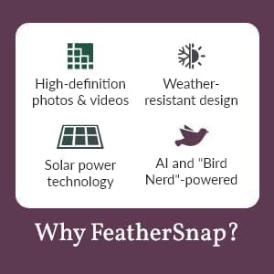 FeatherSnap Scout Wi-Fi Solar Powered Smart Bird Feeder