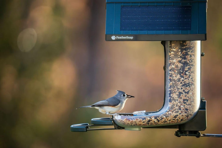 Smart Birdfeeder with AI Identification and Wi-Fi - Solar Powered (Bird Feeder & Starter Kit)