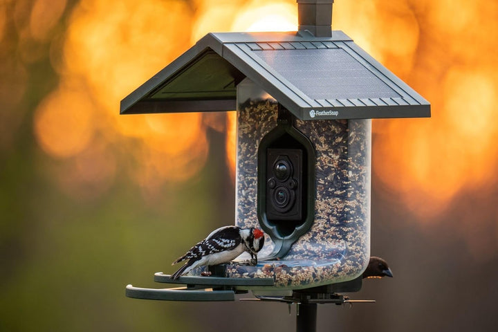 Smart Birdfeeder with AI Identification and Wi-Fi - Solar Powered (Bird Feeder & Starter Kit)