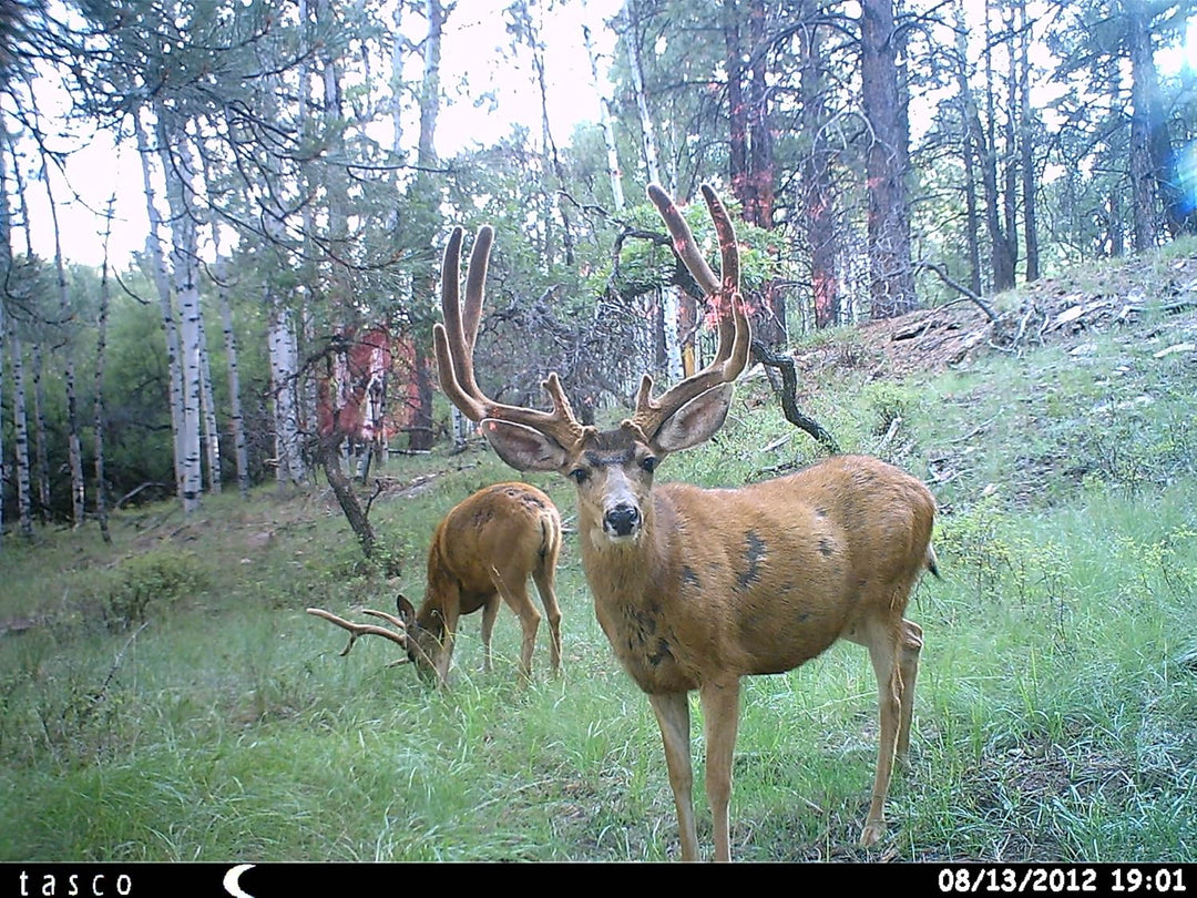 Tasco 12MP with Low Glow Infrared Flash Trail Camera