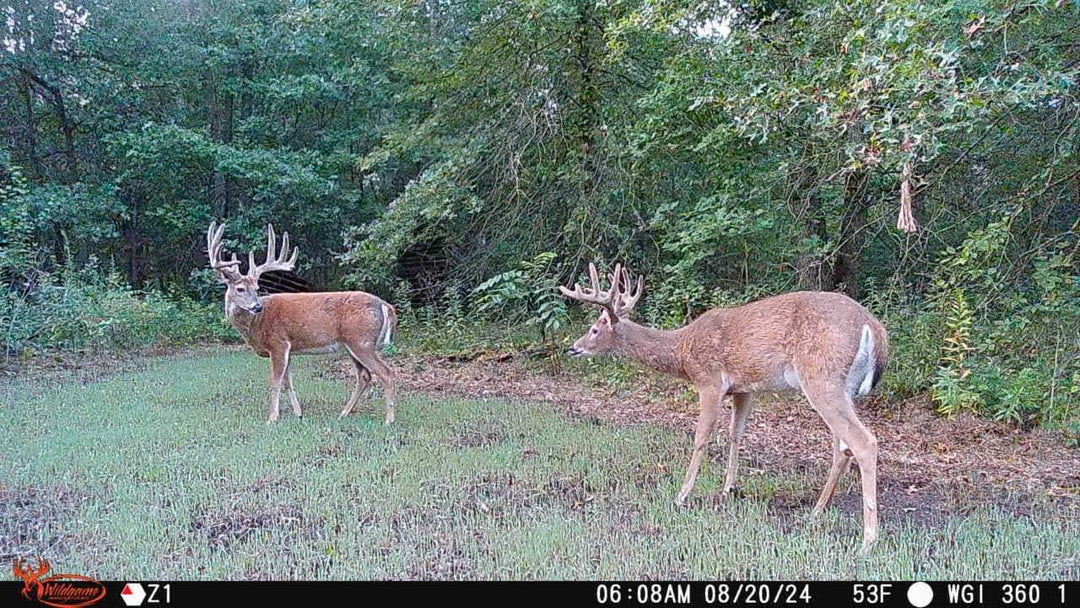 Wildgame Innovations Orbit 360 Degree Cellular Trail Camera