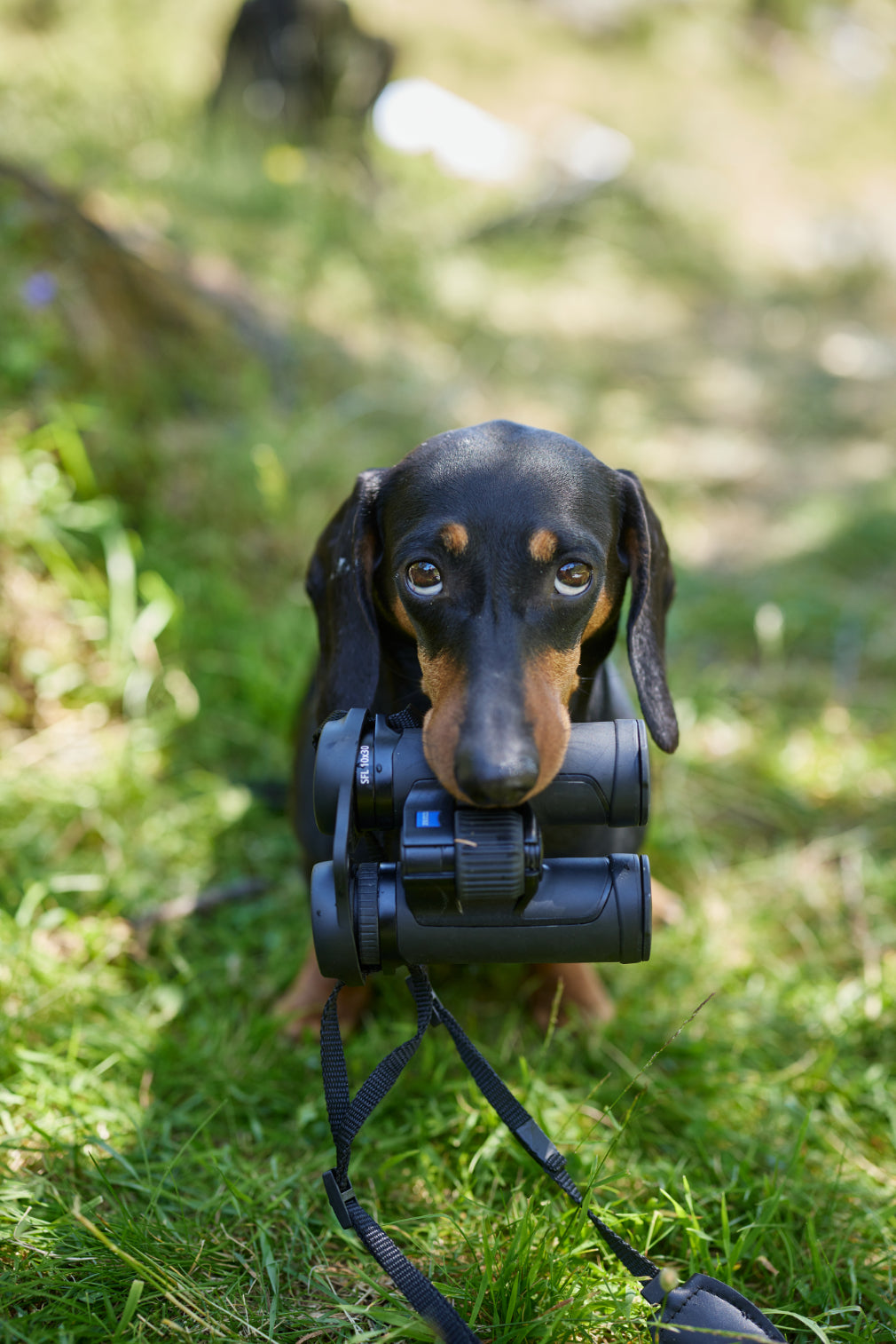 Zeiss SFL Binocular